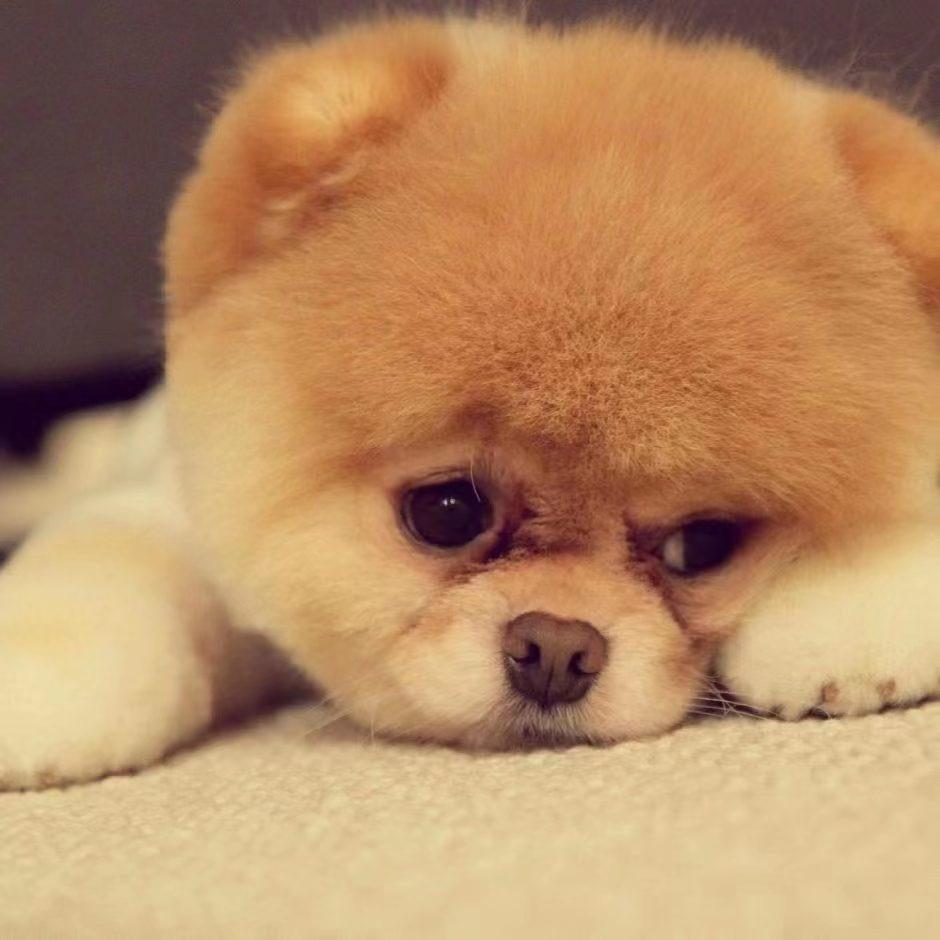 洛阳宠物店柚子