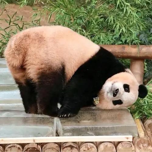 国宝熊猫🐼