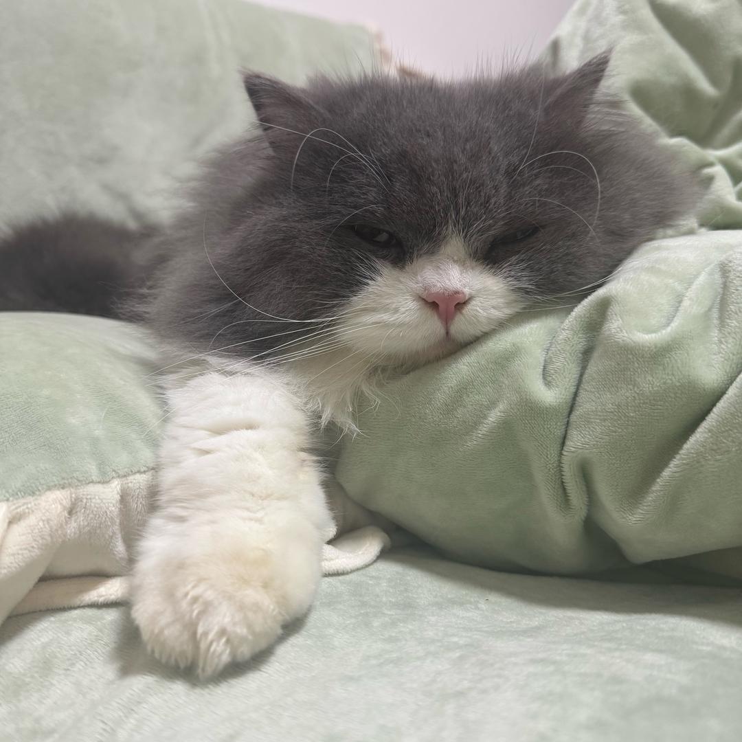 🌈养鱼的猫先生