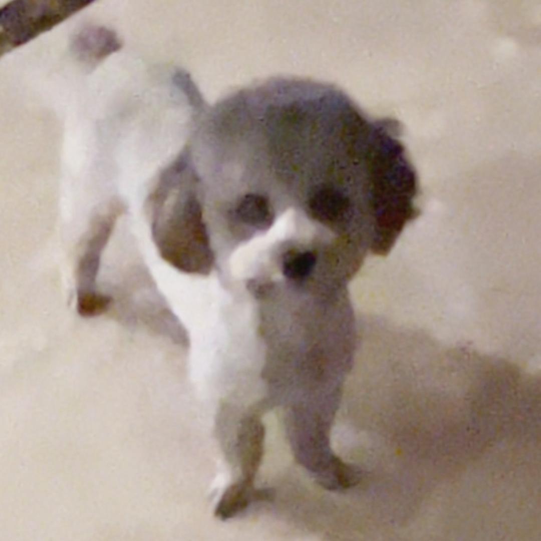 安安．如意．兴隆🐶