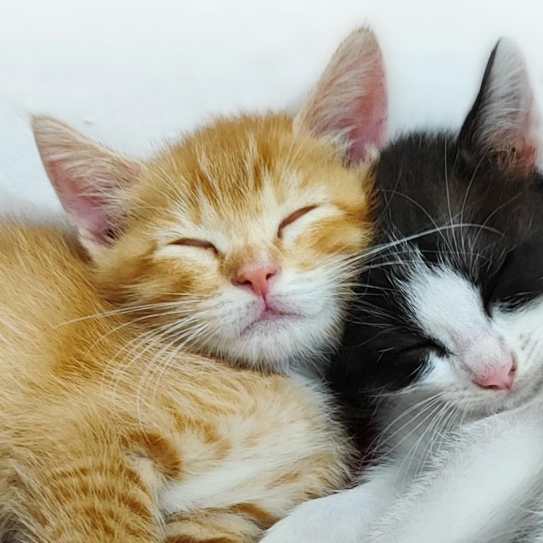 一只温柔的猫🐱