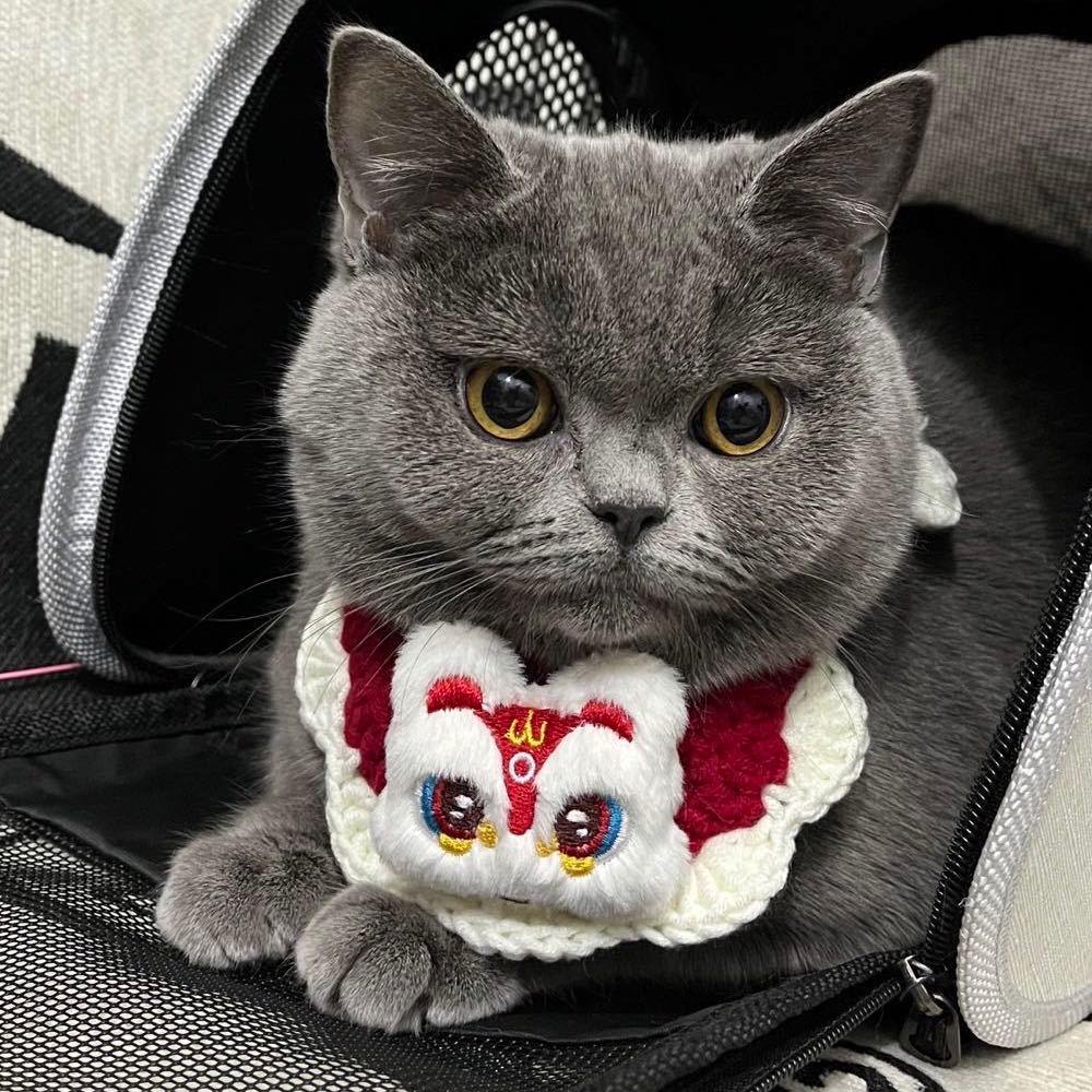 元宝是只猫