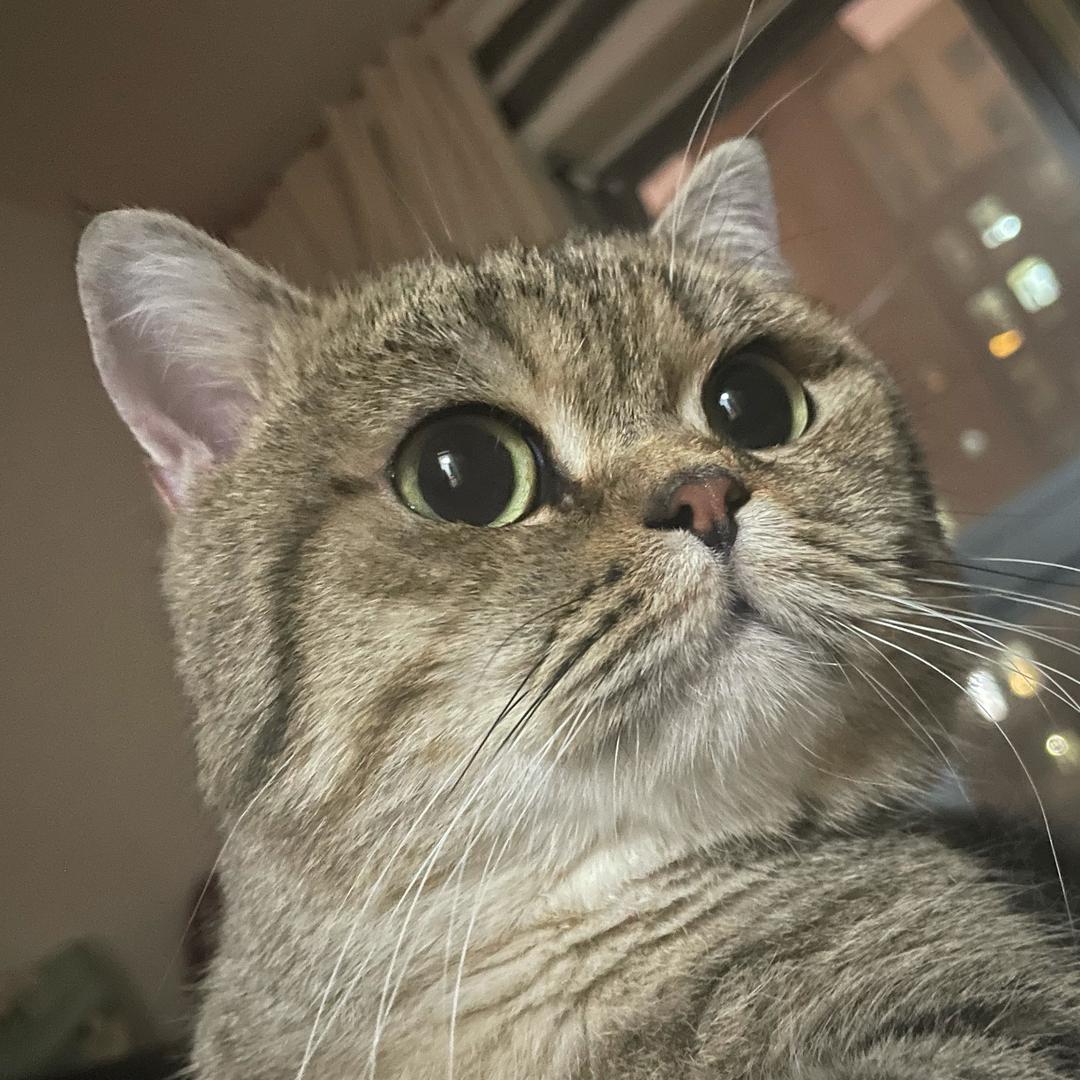 大福不能吃