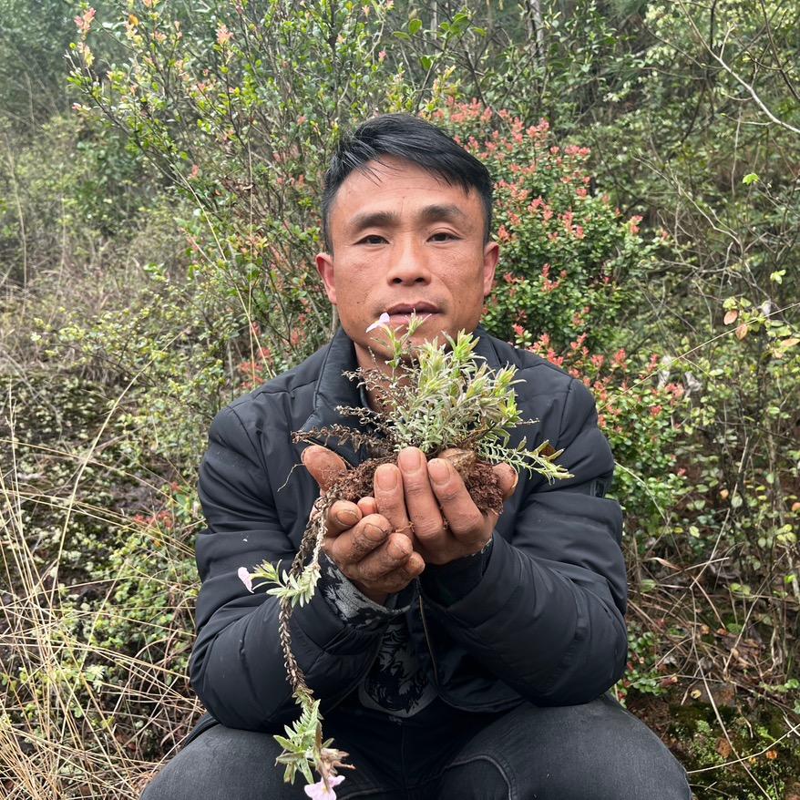 兽兽寻百草