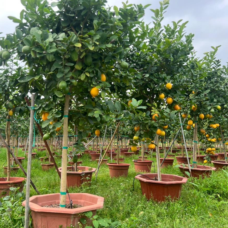 怀野佛山市禅城区豆豆精选园艺基地