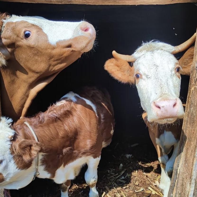 小朵优选牛🐮