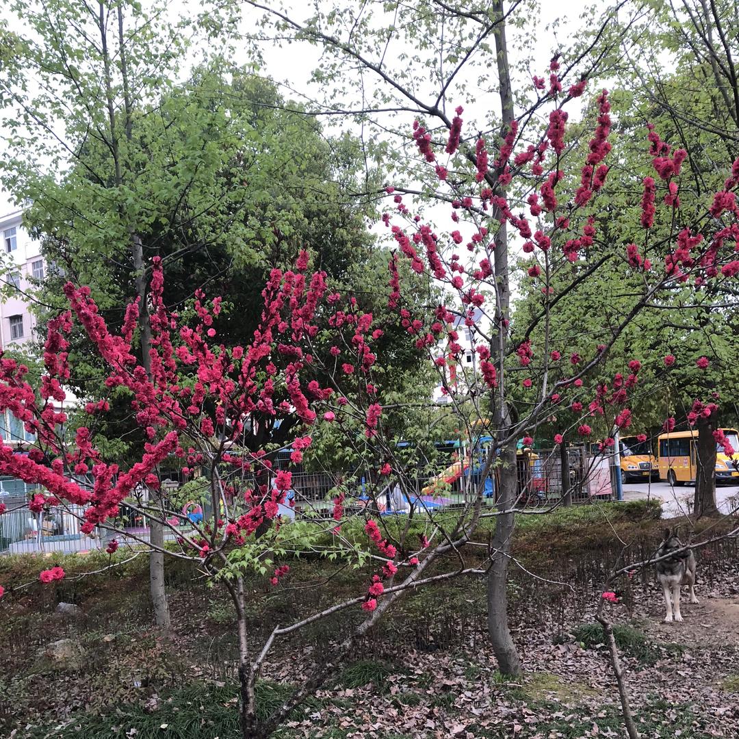 天门神羽快车唐