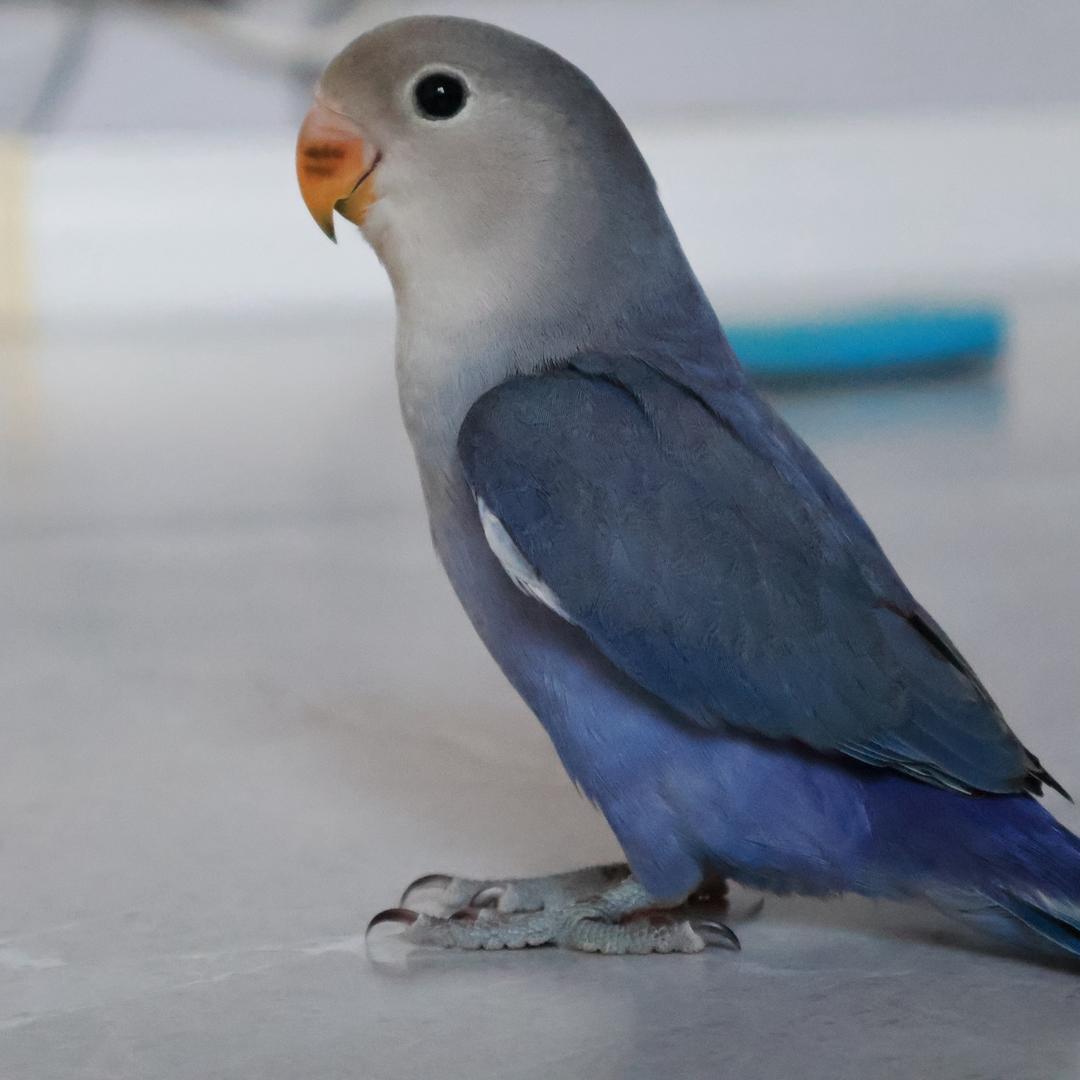 芒果配蓝莓酱儿