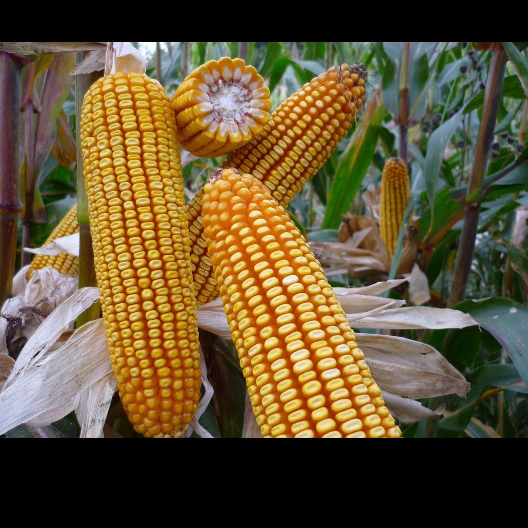 国农种业（丰乐）