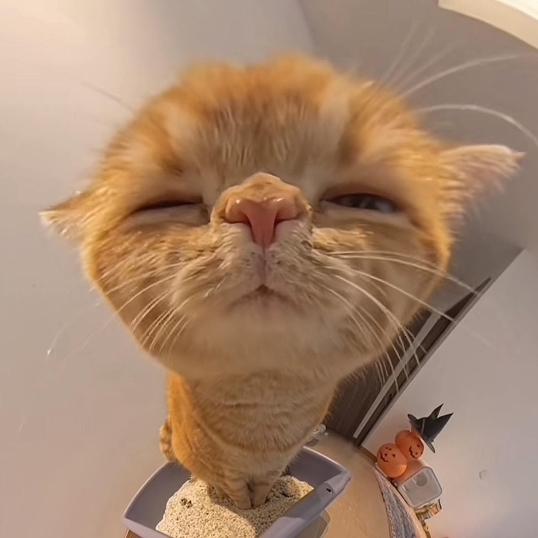 蛙噻