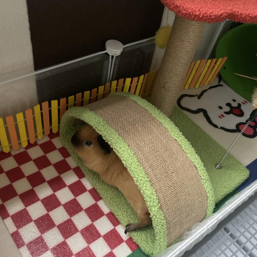 猪姨妈