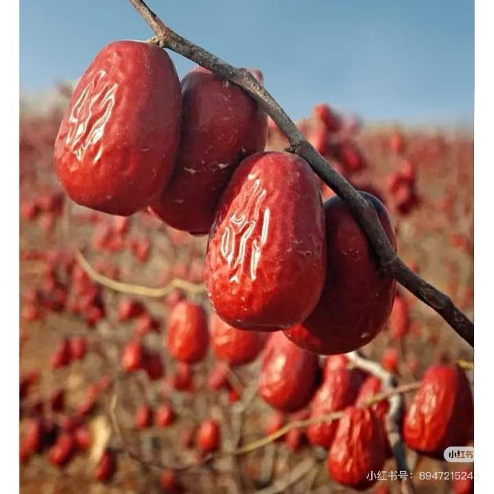 新疆若羌灰枣
