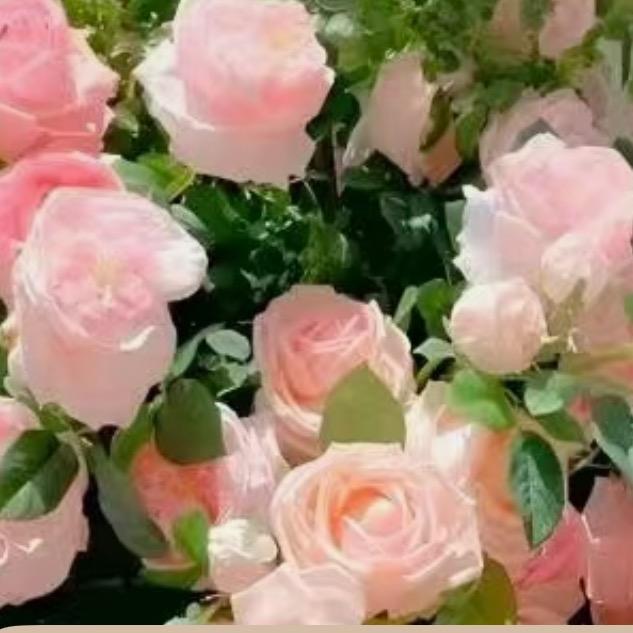🍀四叶草🍀