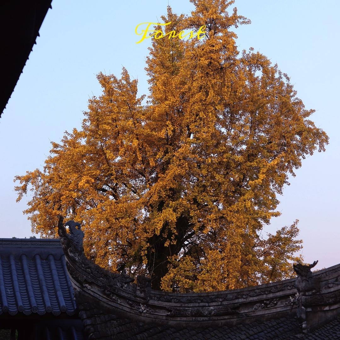 自在天心寺
