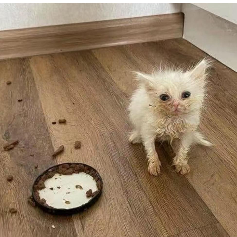 忧郁的糖心蛋