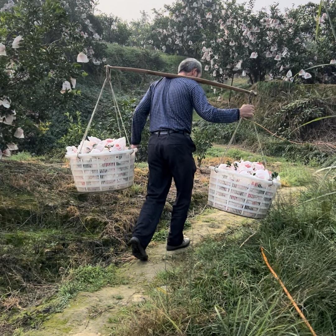 橘小满果园（年货礼盒）