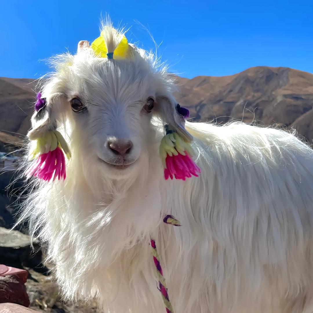 兰州爱思家全屋整装王玥