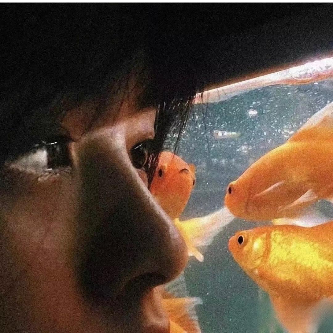 南有嘉鱼