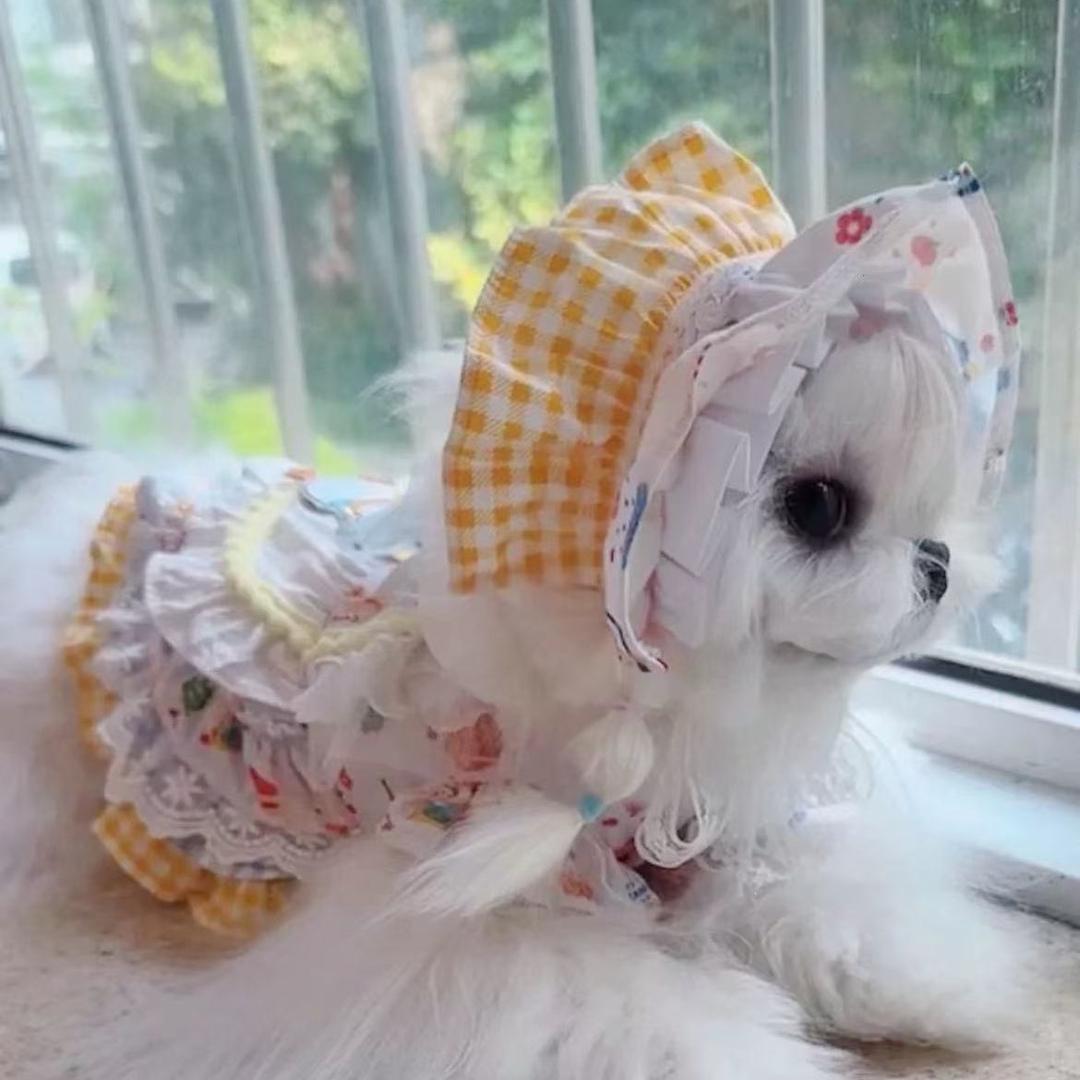 锦鲤小富婆