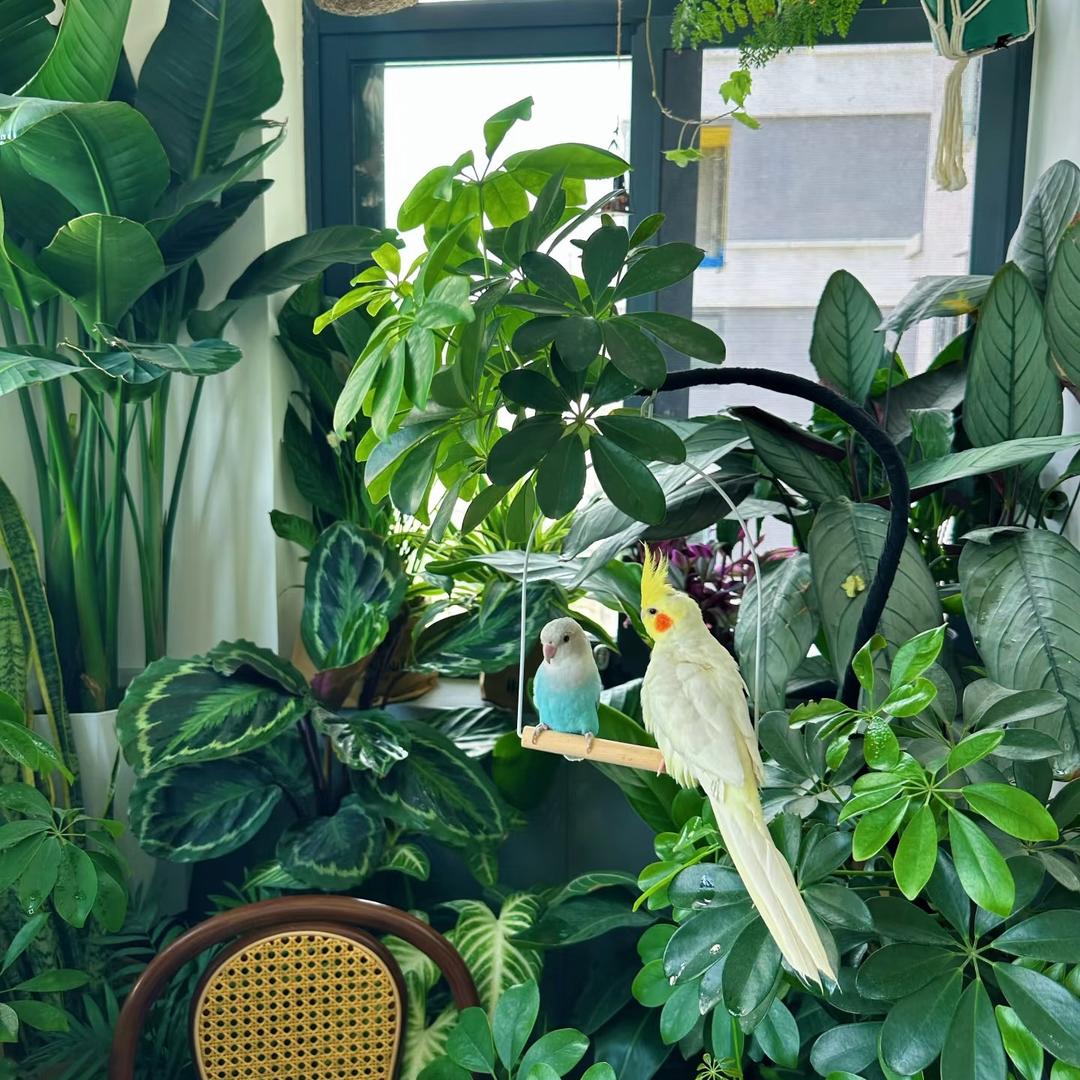 青黛绿植花卉