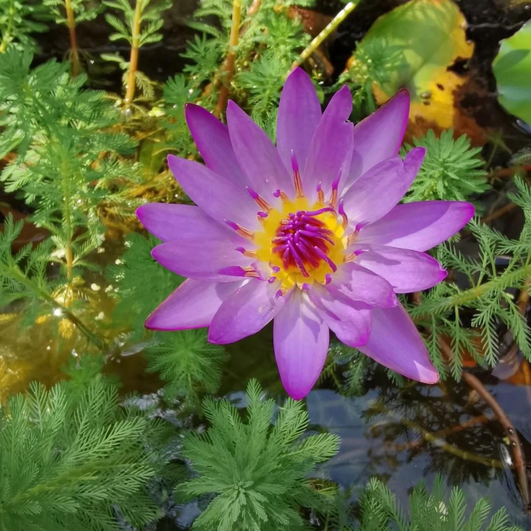 🌸期有期