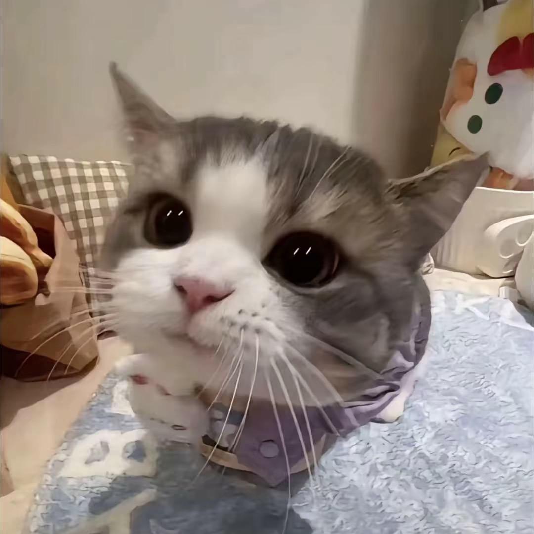 小猫不吃鱼🐠