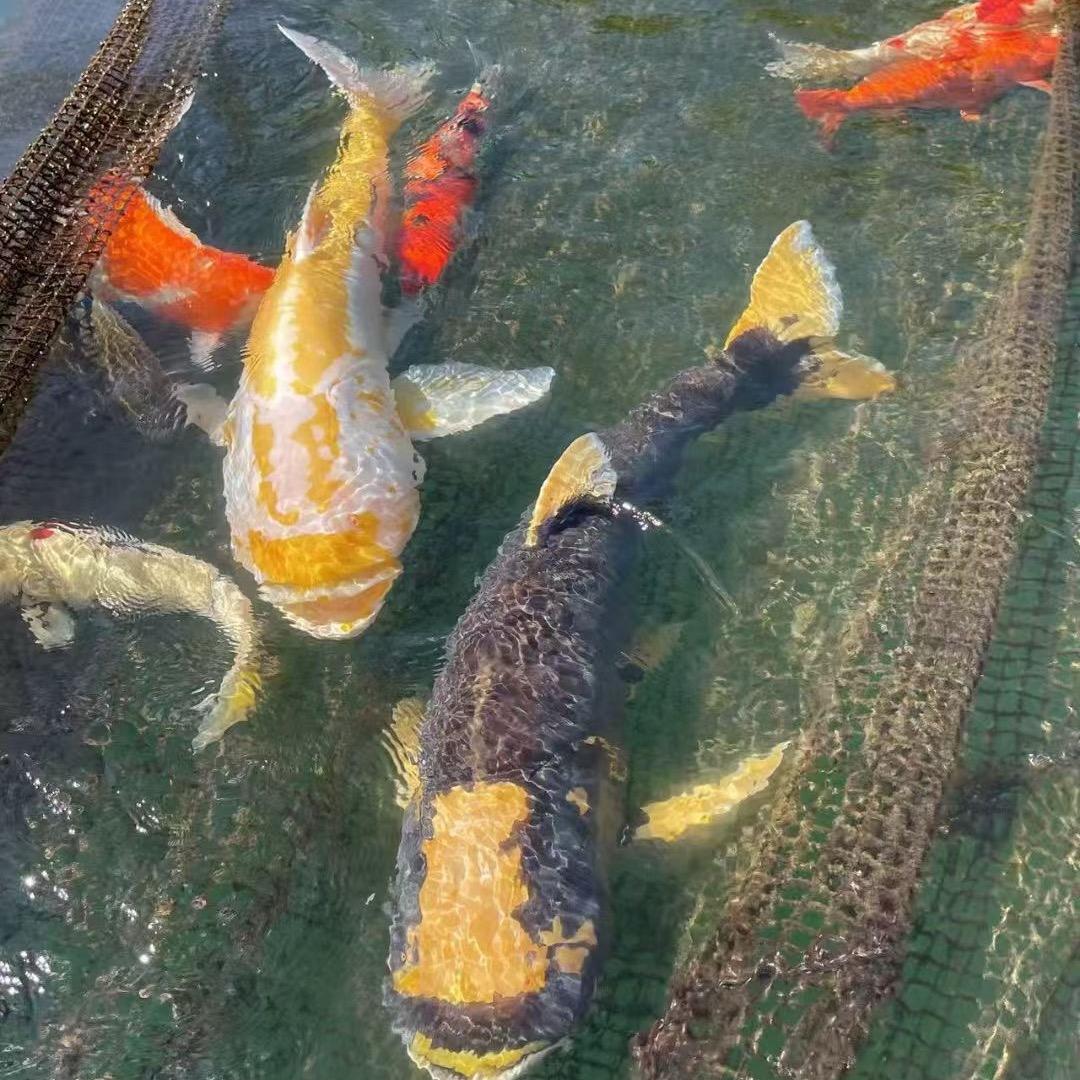 金鳙，金花鲢。