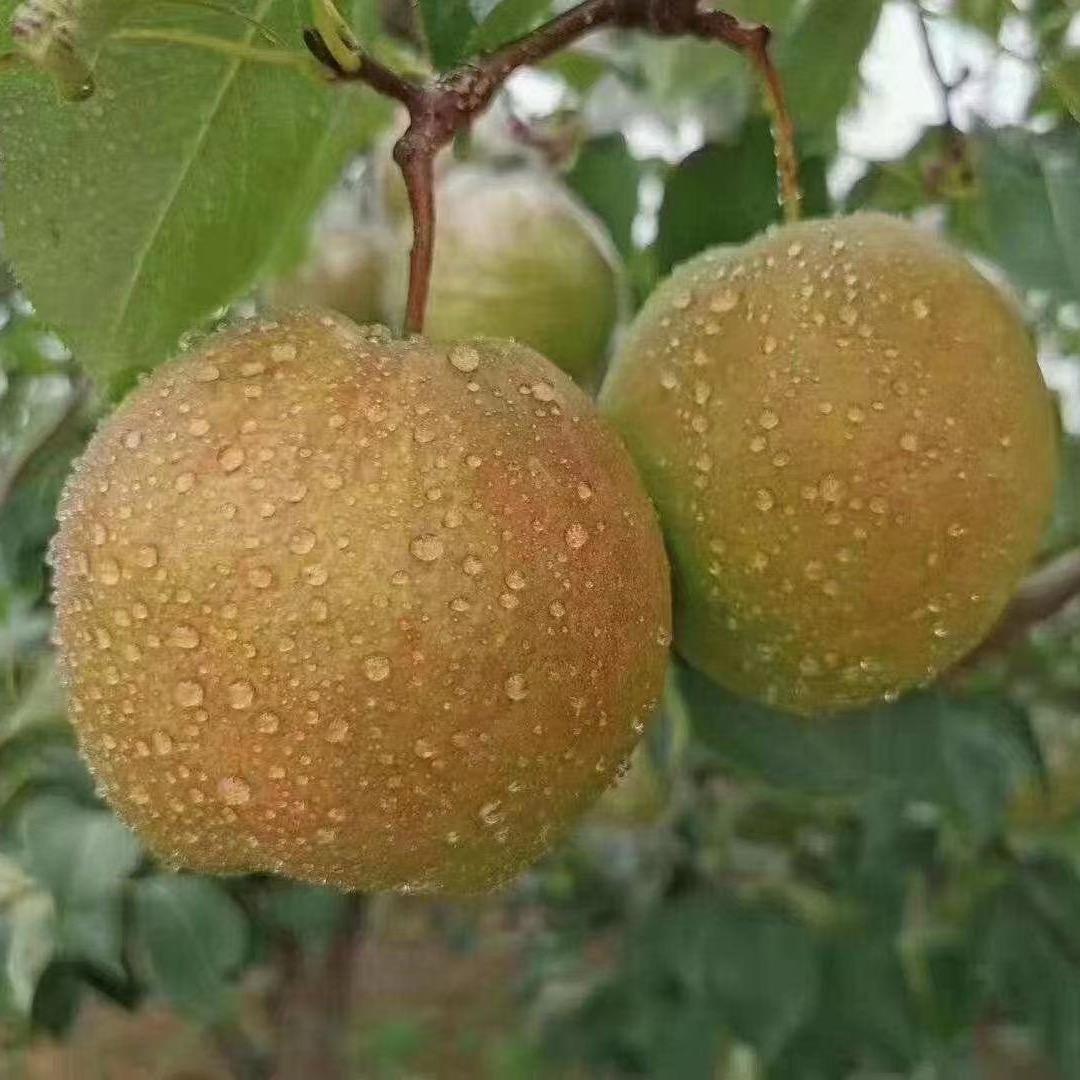 💖珍珍💖隰县玉露香梨