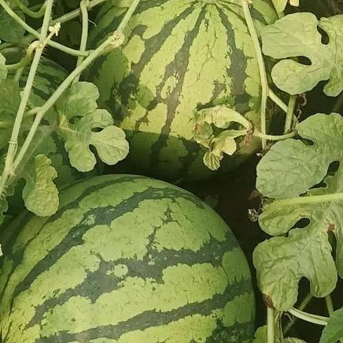 西瓜大大🍉