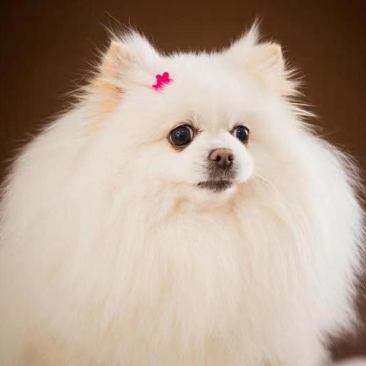 妞妞