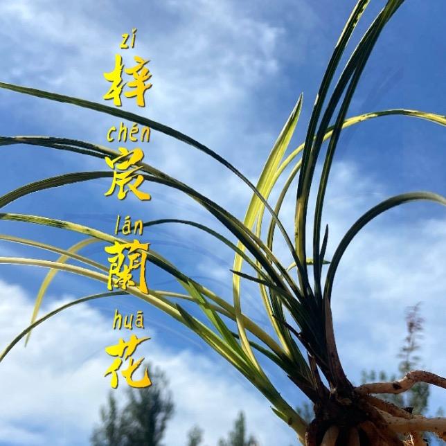 梓宸兰花产业园