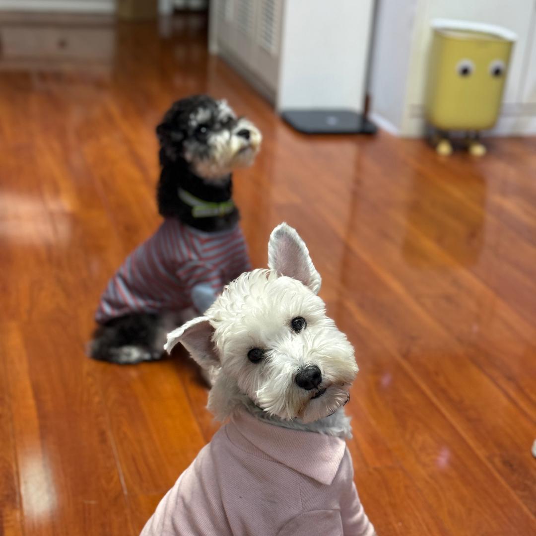 麻将有个叫七七的小跟班