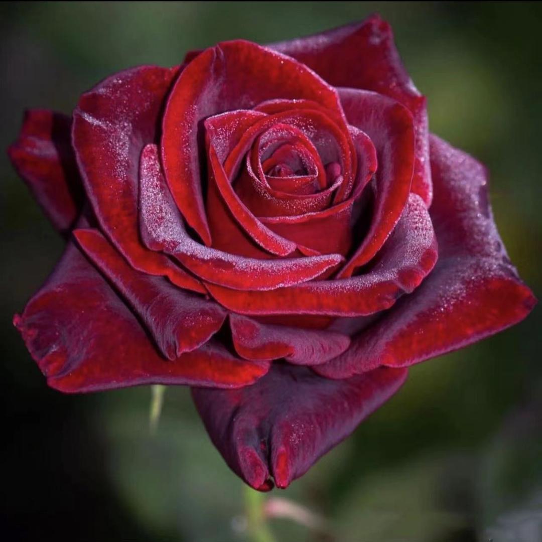 优优🌹内衣