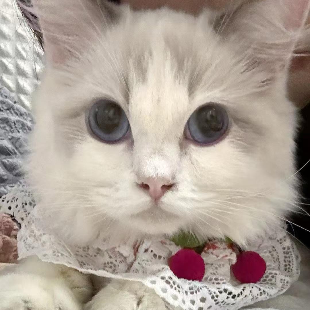 饭团是只小猫