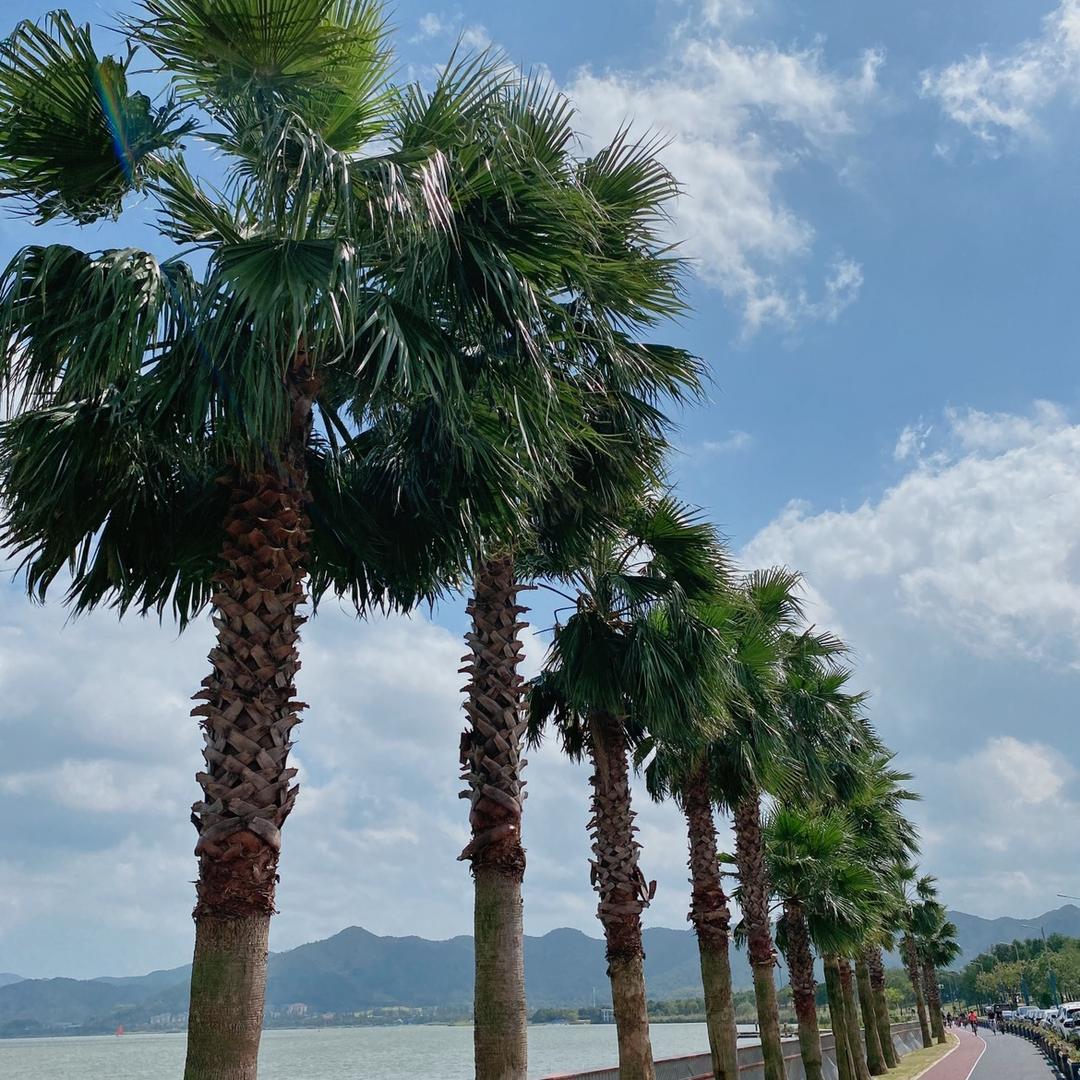 根哥