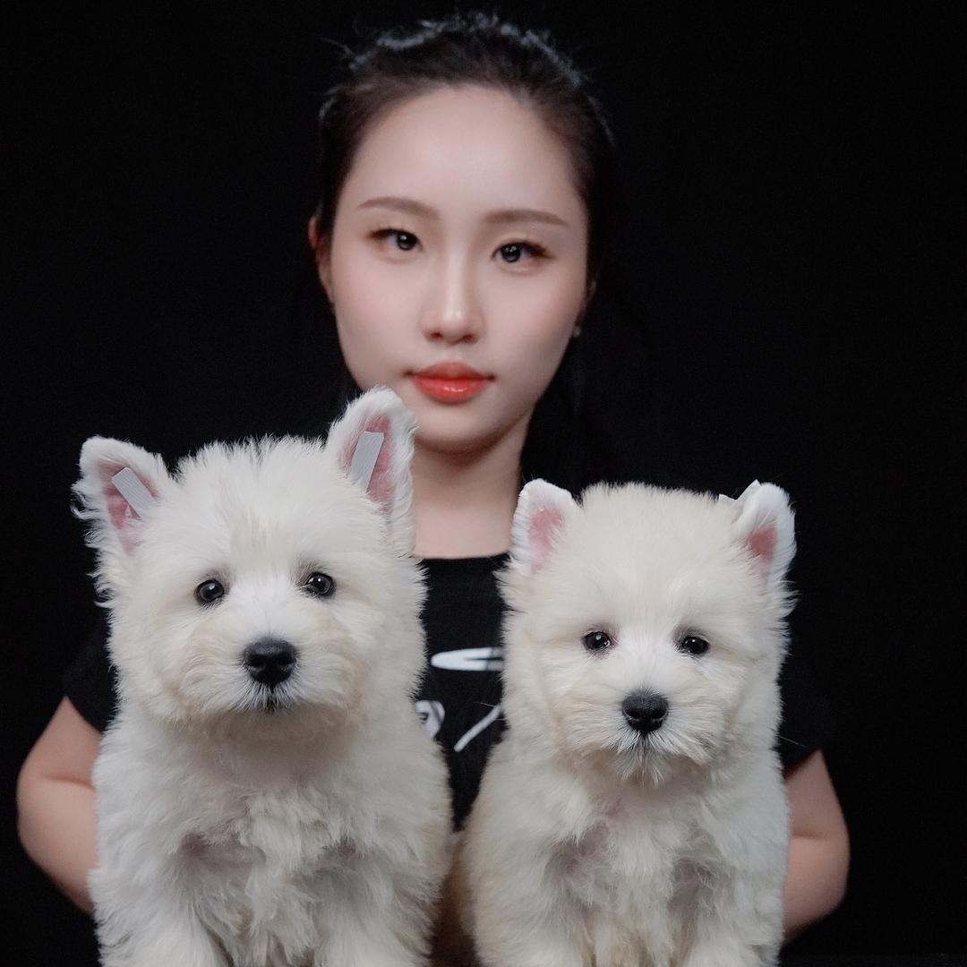 小爱-东方西高地犬舍（合伙人）