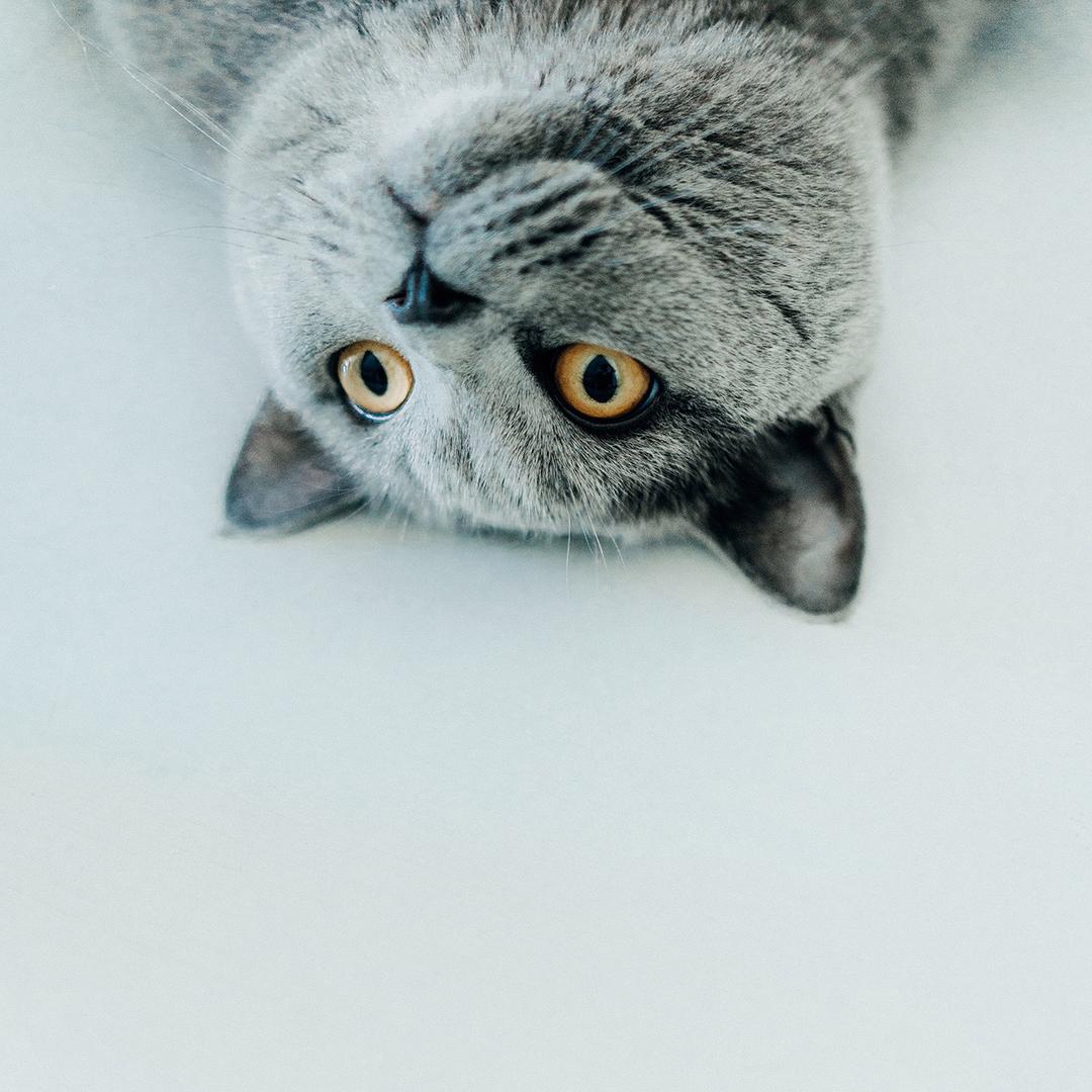 烨