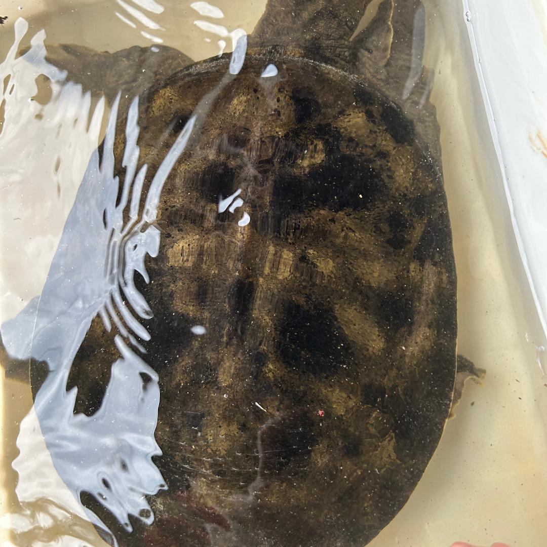 代阿五特种水产(摆摊收土甲鱼)