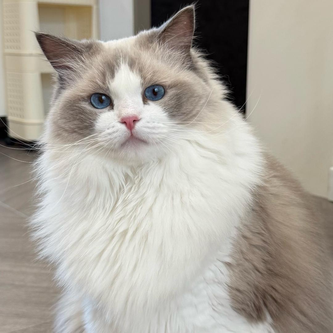 猫主子的倔犟