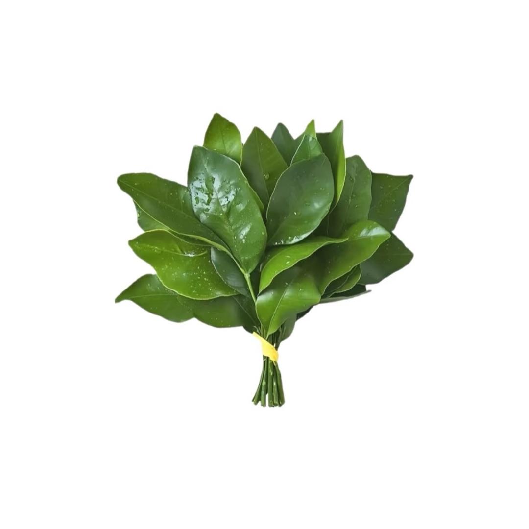 皮皮狗（3.16见过JJ版💜）