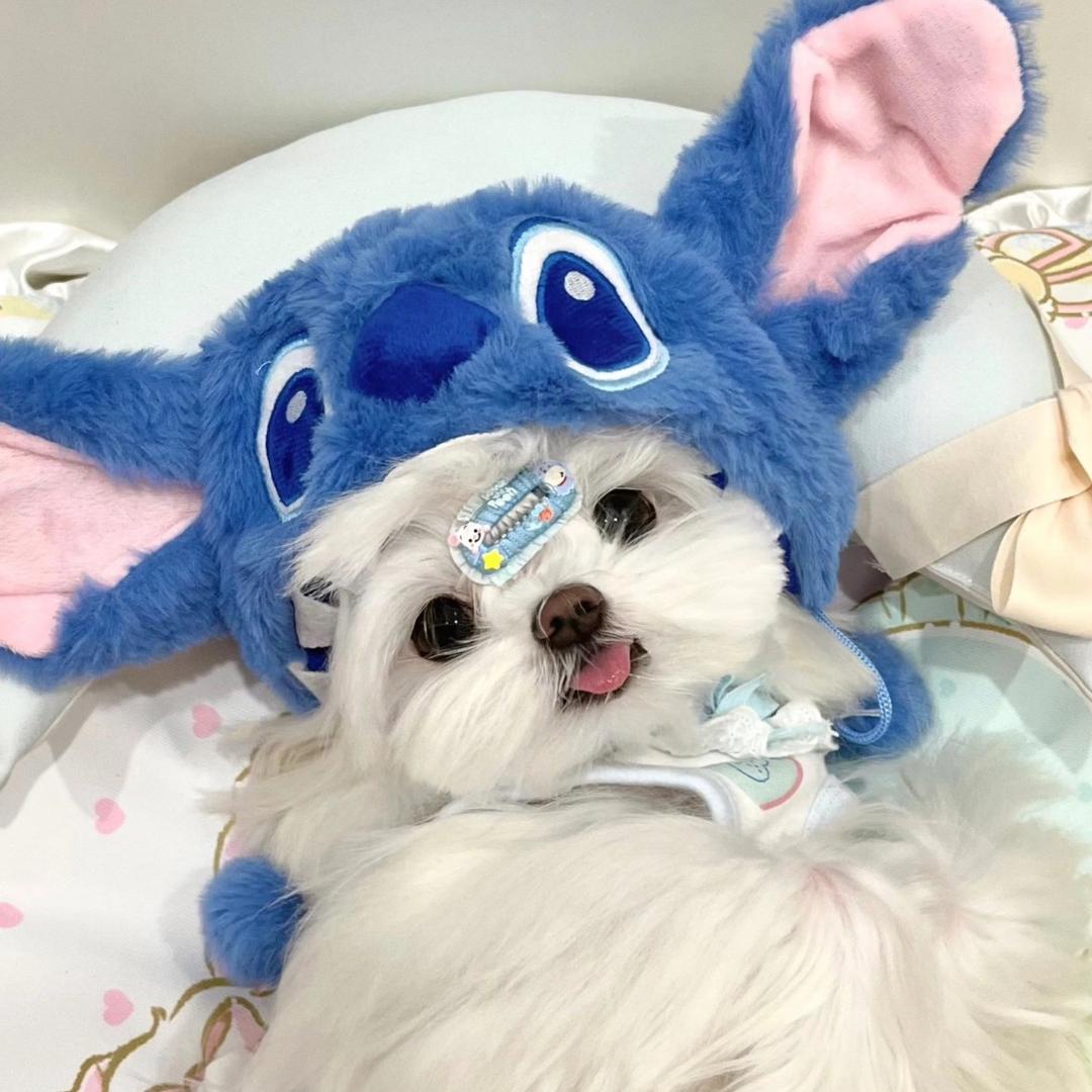 倪倪