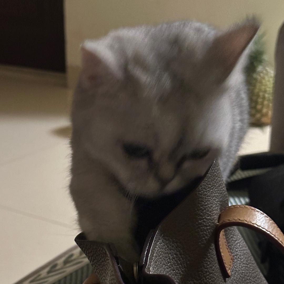 LOKI