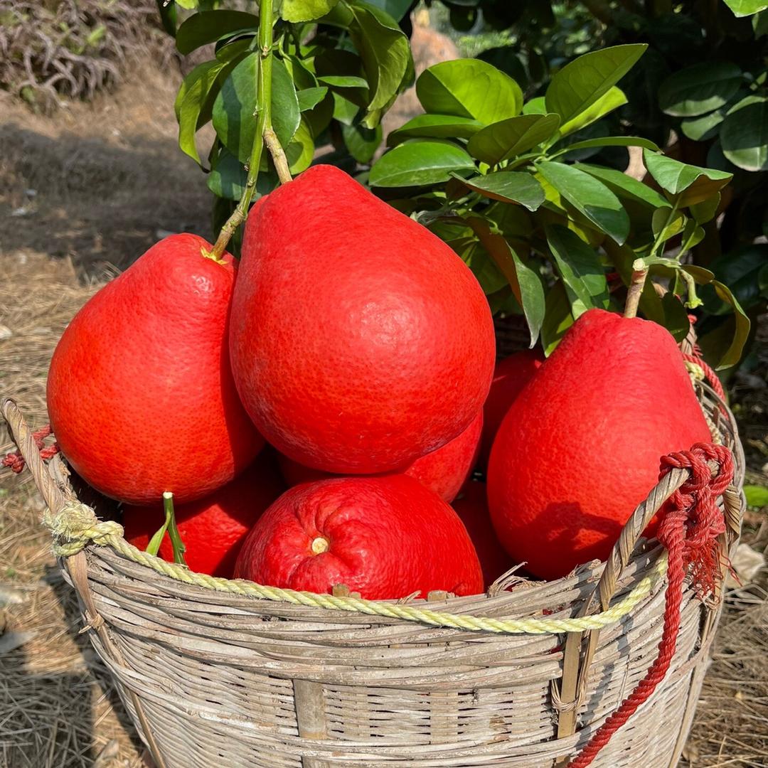 樹尚熟果树苗木旗舰店