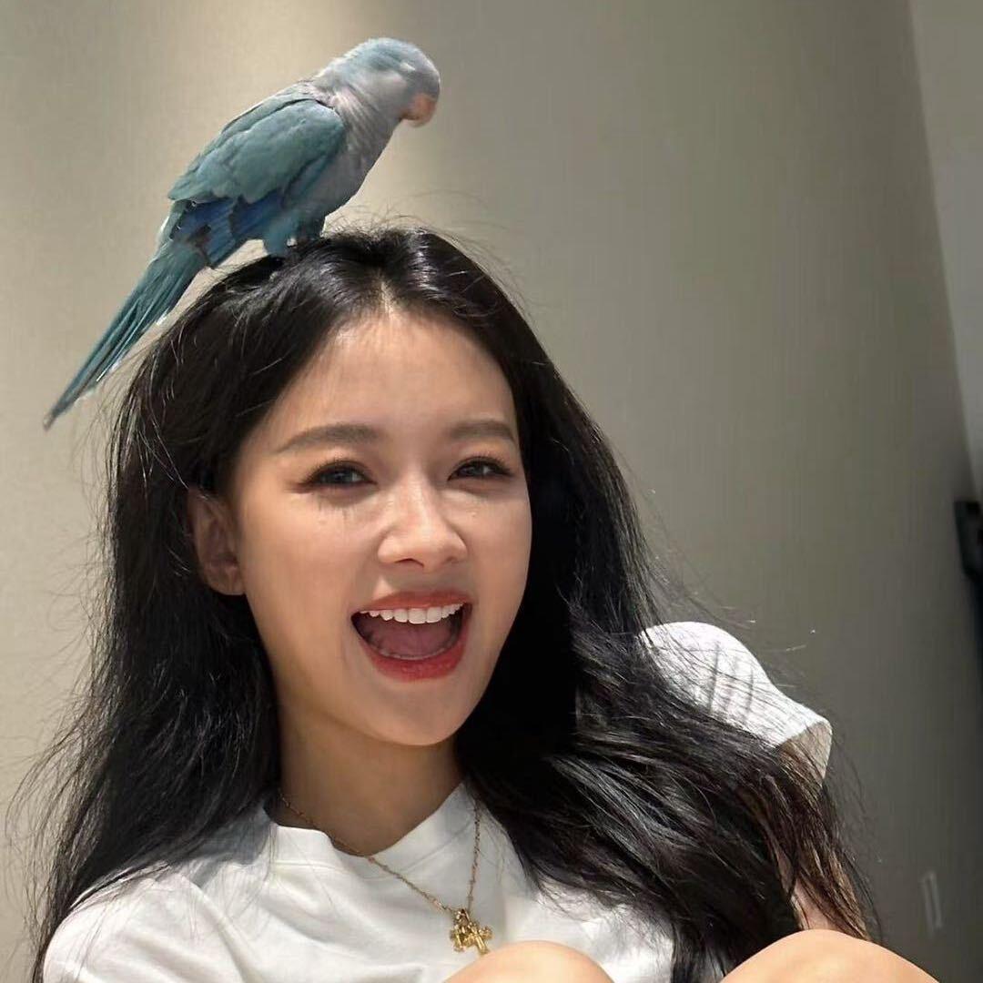 肉肉的鸟窝🦜的头像
