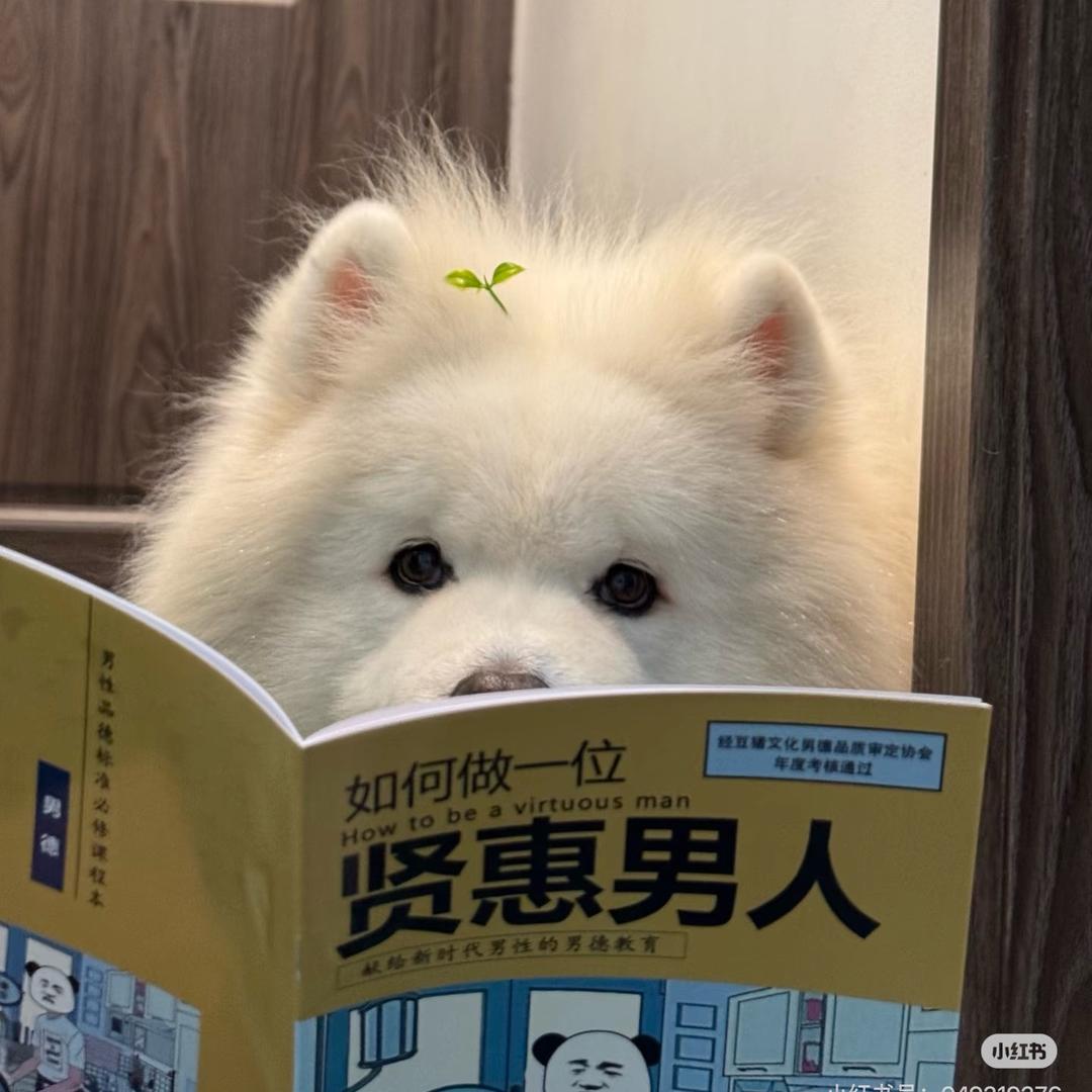 宠物帽子口水巾批发