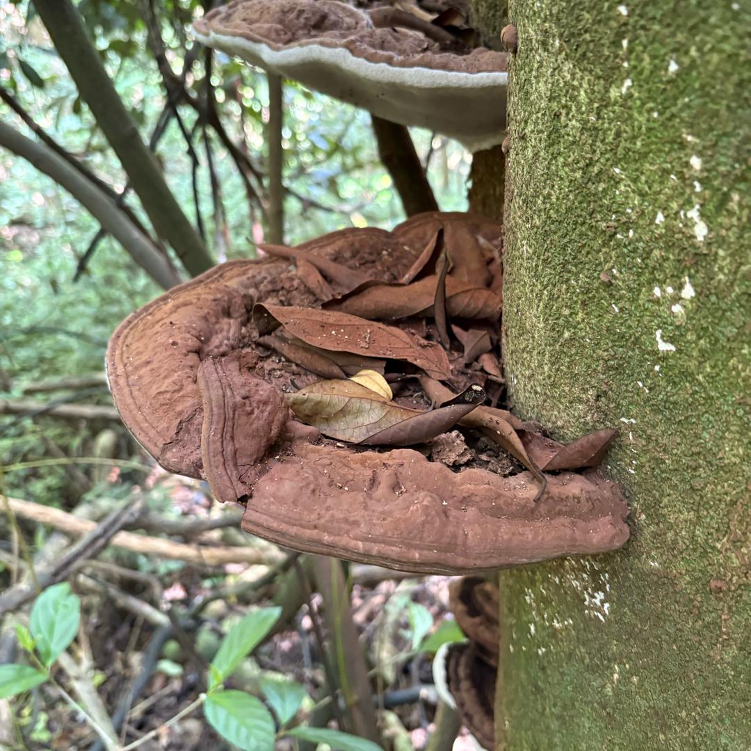 禾记灵芝滋补（小号）