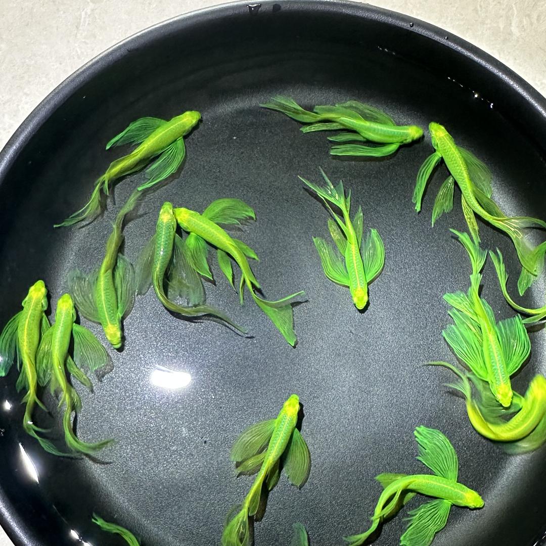 莓有寄居蟹的头像