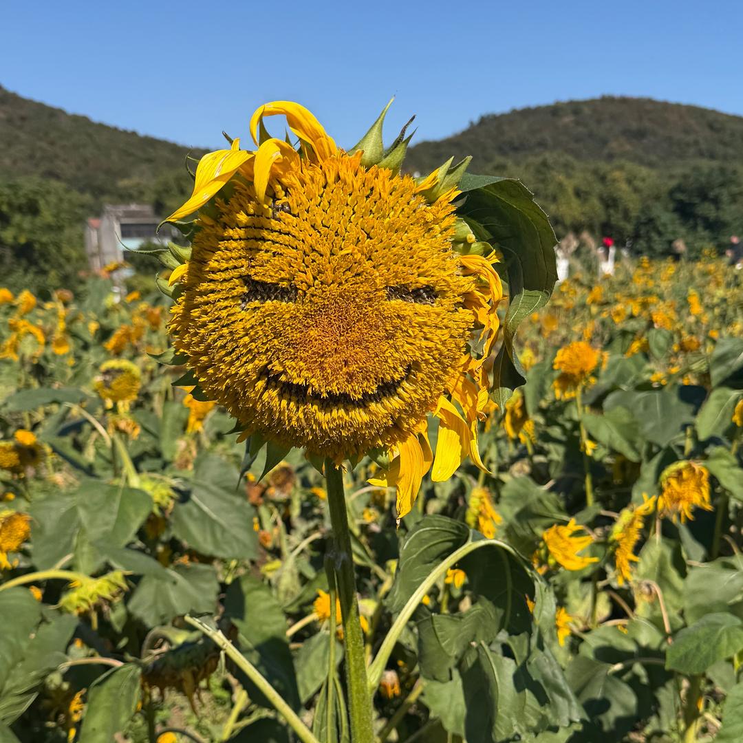睡不醒的小猫咪