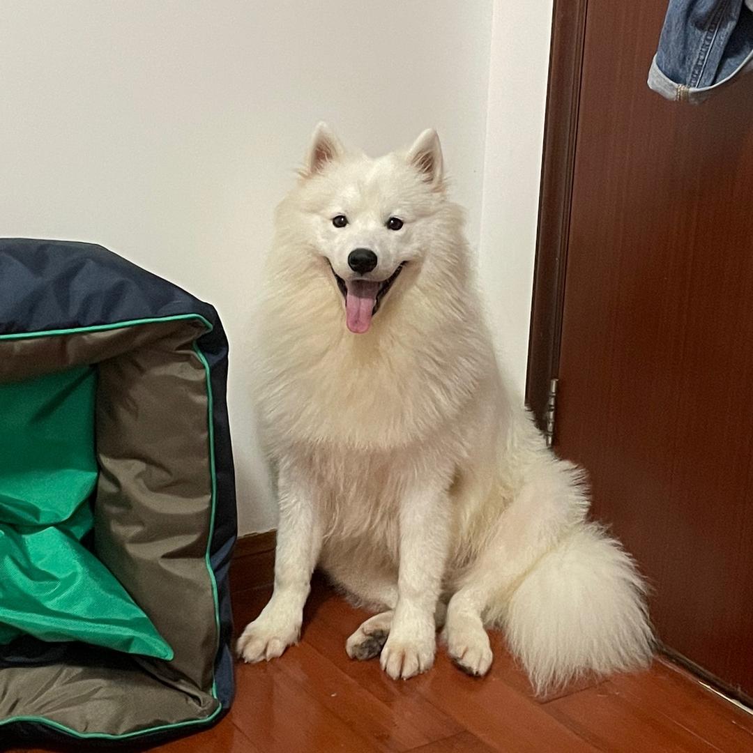 亚瑟是萨摩耶