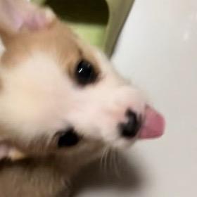 胖虎日记